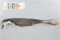 藏品(白腹秧雞)的圖片